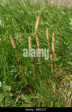 Conjoint ou la prêle des champs - Equisetum arvense Banque D'Images