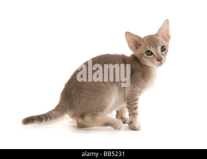 Bleu Tabby Mink Tonkinois chaton mâle portrait séance studio Banque D'Images