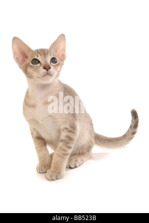 Bleu Tabby Mink Tonkinois chaton mâle portrait séance studio Banque D'Images