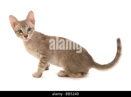 Bleu Tabby Mink Tonkinois chaton mâle portrait séance studio Banque D'Images