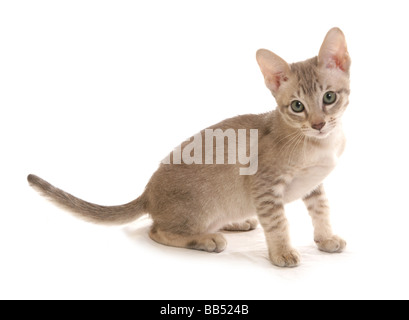 Bleu Tabby Mink Tonkinois chaton mâle portrait séance studio Banque D'Images