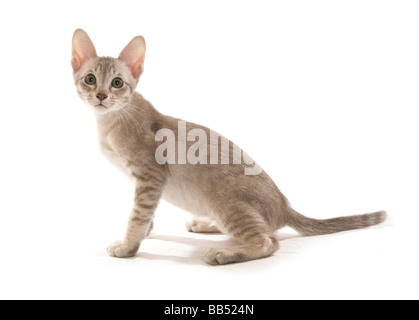 Bleu Tabby Mink Tonkinois chaton mâle portrait séance studio Banque D'Images