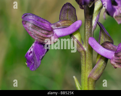 Anacamptis morio Green winged Orchid Close up de fleurs violet foncé. Banque D'Images