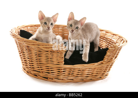 Deux bleu tabby Mink Tonkinois chatons mâles dans un panier portrait studio Banque D'Images