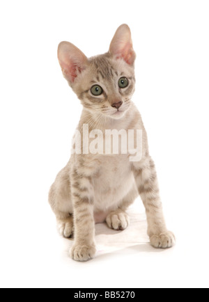 Bleu Tabby Mink Tonkinois chaton mâle portrait séance studio Banque D'Images