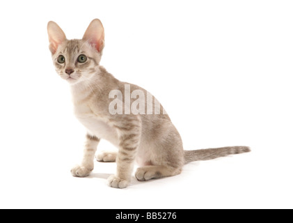 Bleu Tabby Mink Tonkinois chaton mâle portrait séance studio Banque D'Images