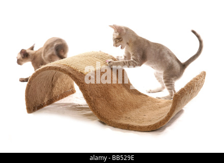 Deux bleu tabby Mink Tonkinois chatons mâles jouant portrait studio Banque D'Images