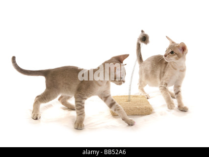 Deux bleu tabby Mink Tonkinois chatons mâles à jouer avec un jouet portrait studio Banque D'Images