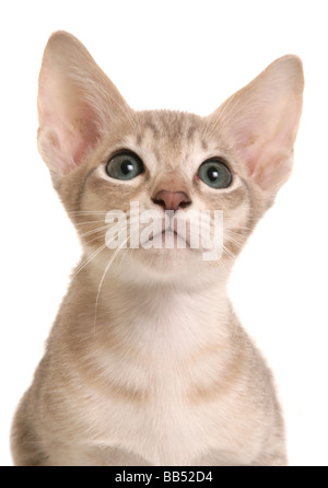 Bleu Tabby Mink Tonkinois chaton mâle tête portrait studio Banque D'Images