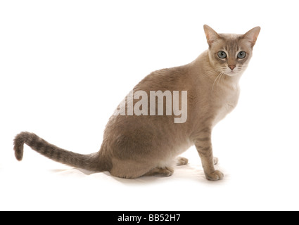 Tonkinois Mink Tabby Bleu Caramel base adult cat Sitting Studio portrait Banque D'Images