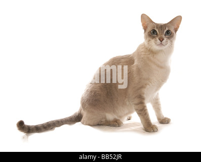 Tonkinois Mink Tabby Bleu Caramel base adult cat Sitting Studio portrait Banque D'Images