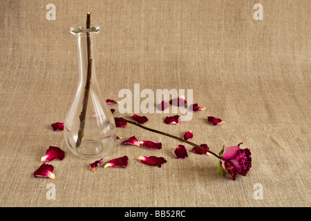 Broken rose avec pétales sur fond toile baissé Banque D'Images
