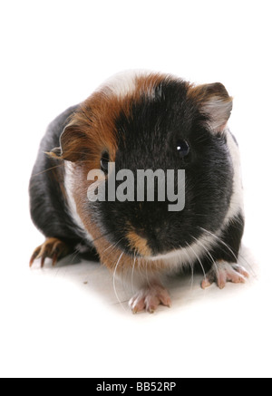 Studio portrait de cobaye Banque D'Images