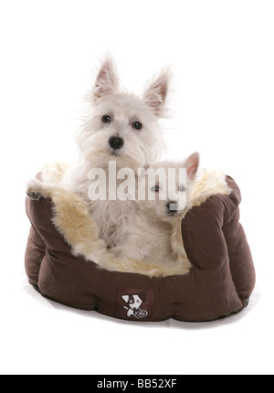 West Highland White Terrier chiots en double portrait Studio Banque D'Images