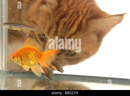Le gingembre cat looking at goldfish fantail Potrait Studio Banque D'Images
