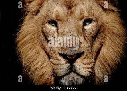 Asiatic lion portrait Banque D'Images