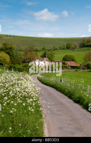 Chemin de campagne au printemps, Pitcombe Littlebredy, près de, en Angleterre, Dorset, UK Banque D'Images