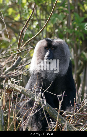 Macaque à queue de lion mâle adulte Banque D'Images