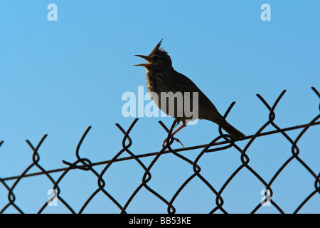 Une silhouette Crested Lark (Galerida cristata) chant sur une clôture, Lesbos, Grèce Banque D'Images