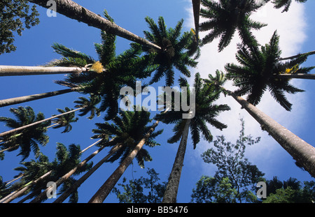 Palmiers Jardins Botaniques Rio de Janeiro Brésil Banque D'Images