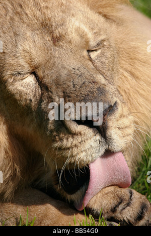 Homme lion asiatique Banque D'Images