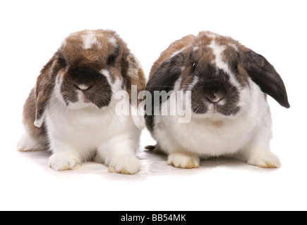 Deux lop oreilles lapins assis dans un studio Banque D'Images