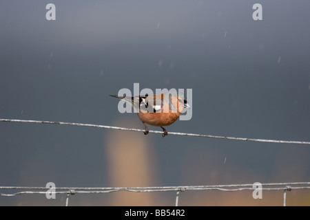 Chaffinch assis sur des barbelés dans le soleil et la pluie ! Banque D'Images