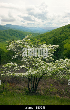 Arbre de printemps fleur de cornouiller scierie exécuter donnent sur Skyline Drive dans le Parc National Shenandoah Virginia USA Banque D'Images