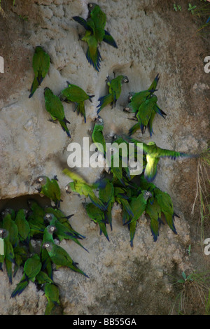 L'alimentation à tête bleue à lécher un perroquet sur les rives de la rivière Napo dans l'ouest de l'Amazonie en Equateur. Banque D'Images