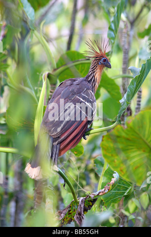 'Puantes Hoatzin Turquie' oiseau regardant préhistorique dans la forêt amazonienne près de Sacha Lodge sur le fleuve Napo en Equateur. Banque D'Images