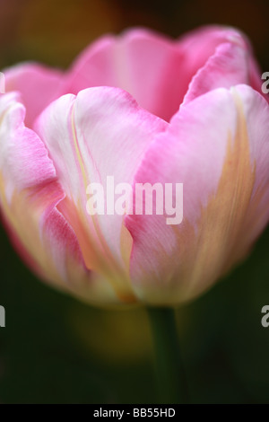 Gros plan d'une belle tulipe rose, avril, Angleterre, Royaume-Uni Banque D'Images