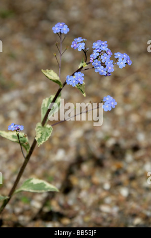 Bugloss sibérien, crème Hadspen de Brunnera macrophylla, Boraginaceae. Sibérie Banque D'Images