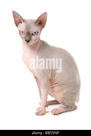 Sphynx Cat Sitting Studio Banque D'Images