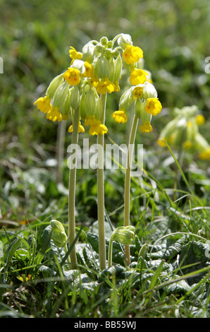 Coucou bleu, Primula veris, Primulaceae. La commune d'une fleur sauvage. Banque D'Images