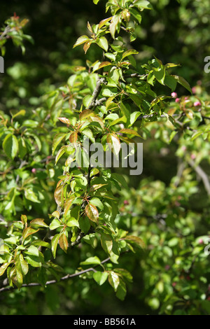 Apple Tree Crabe, Malus sylvestris, Rosaceae Banque D'Images