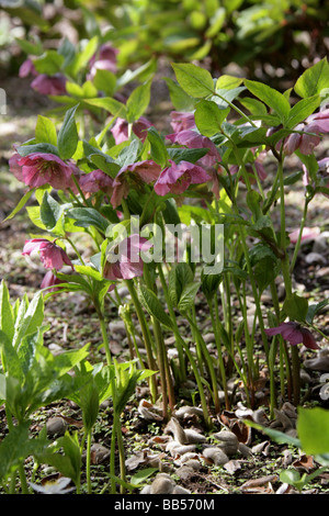 Rose de Noël, aka Black Hellebore Helleborus niger, Ranunculaceae Banque D'Images