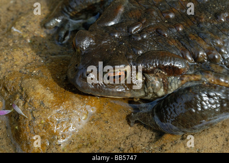 BUfo bufo, le crapaud commun, rospo Luni sul Mignone, Mountanins Tolfa, Viterbo Latium Banque D'Images