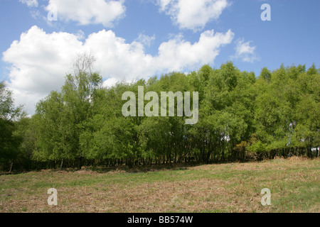 Un petit groupe d'arbres de bouleau verruqueux Bouleau pleureur européenne aka, le bouleau blanc ou Bouleau pleureur (Betula pendula Banque D'Images