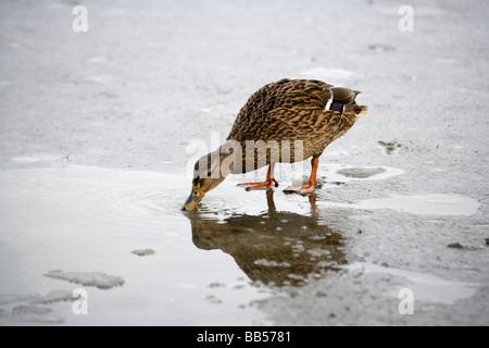 Canard colvert walking on ice Banque D'Images