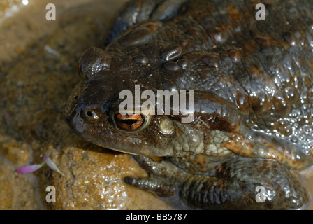 Bufo bufo, le crapaud commun, Luni sul Mignone, montagnes Tolfa Viterbe Latium Italie Banque D'Images