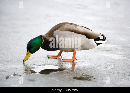 Canard colvert walking on ice Banque D'Images