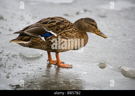 Canard colvert walking on ice Banque D'Images