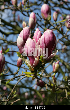 Saucer Magnolia, Magnolia Lysimachia clethroides Duby Lysimachia fortunei Maxim 'Rustica Rubra', Magnoliaceae Banque D'Images