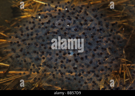 La masse commune de la grenouille des bois (Rana sylvatica) (Lithobates sylvaticus) - New York - USA Banque D'Images