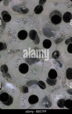 La masse commune de la grenouille des bois (Rana sylvatica) (Lithobates sylvaticus) - New York - USA Banque D'Images