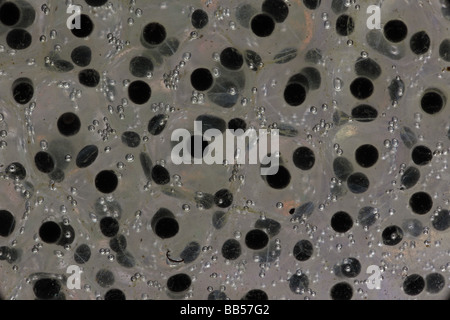 La masse commune de la grenouille des bois (Rana sylvatica) (Lithobates sylvaticus) - New York - USA Banque D'Images