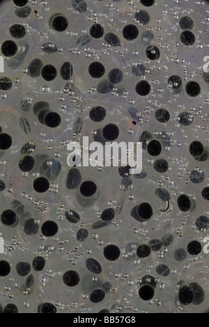 La masse commune de la grenouille des bois (Rana sylvatica) (Lithobates sylvaticus) - New York - USA Banque D'Images