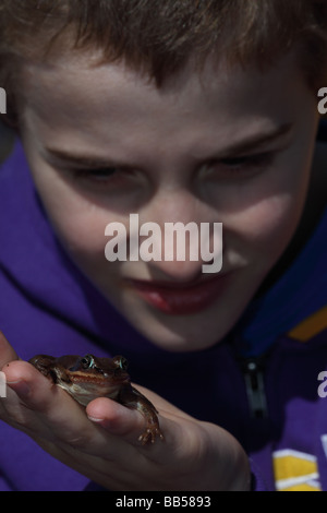 Boy - âge 12 - Observation de la grenouille des bois (Rana sylvatica) New York Banque D'Images