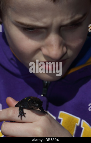 Garçon de 12 ans d'observer (la salamandre Ambystoma maculatum) New York USA - au début de la migration du printemps à l'étang des bois Banque D'Images