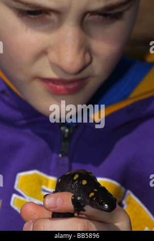 Garçon de 12 ans d'observer (la salamandre Ambystoma maculatum) New York USA - au début de la migration du printemps à l'étang des bois Banque D'Images